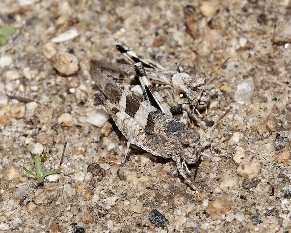 grasshopper